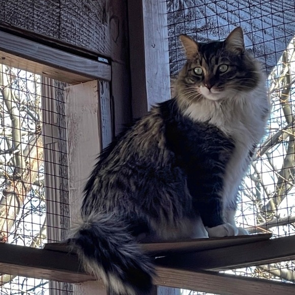 Welcome Friends The Den is open for your shopping pleasure Watch for LIVE SHOWS - Picture 15 of 16